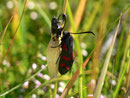 Zygaena filipendulae (Sechsfleck-Widderchen) / CH BE Hohgant 1820m, 30. 07. 2012