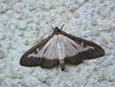 Cydalima perspectalis / CRAMBIDAE/Spilomelinae (Zünsler)