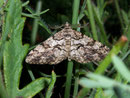 Peribatodes secundaria (Nadelholzspanner) / GEOMETRIDAE/Ennominae (Spanner)