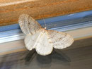 Operophtera fagata (Buchen-Frostspanner) / GEOMETRIDAE/Larentiinae (Spanner)
