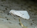 Spilosoma lubricipeda (Weisse Tigermotte) / CH VS Montagne de Fecon 1400 m, 07. 08. 2012