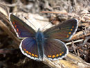 Polyommatus dorylas (Wundkleebläuling, Weibchen) / LYCAENIDAE/Polyommatini (Bläulinge)