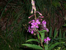 Epilobium angustifolium (Schmalblättriges Weidenröschen) / Onograceae