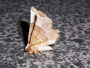 Selenia lunularia (Zweistreifiger Mondfleckspanner) / GEOMETRIDAE/Ennominae (Spanner)