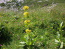 Gentiana lutea (Gelber Enzian) / Gentianaceae