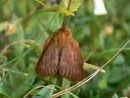 Malacosoma alpicola (Alpen-Ringelspinner) /  / LASIOCAMPIDAE (Glucken)