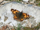 Libythea celtis (Zürgelbaum-Schnauzenfalter) / NYMPHALIDAE/Libytheinae (Edelfalter)