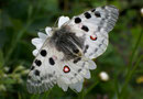 Papilionidae (Ritterfalter)