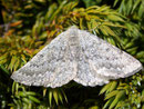 Gnophos obfuscata / GEOMETRIDAE/Ennominae (Spanner)