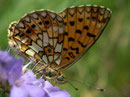 Boloria selene (Braunfleckiger Perlmuttfalter) / CH TI Valle Morobbia 1000 m, 28. 08. 2008