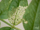 Chiasmia clathrata: Fensterfrass der Jungraupe