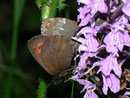 Erebia euryale (Rotgestreifter Mohrenfalter) / CH VS Minstigertal 1650 m, 16. 07. 2010