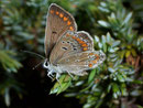 Plebejus argus (Geissklee-Bläuling, Weibchen) / CH VS Rosswald Fleschbode 2000 m, 25. 07. 2008