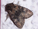 Apamea illyria (Zweifarbige Grasbüscheleule) / CH BE Hasliberg 1240 m, 11. 06. 2009