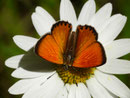 Lycaena virgaureae (Dukatenfalter, Männchen) / CH VS Binntal Schmalegga 1732 m, 17. 08. 2016