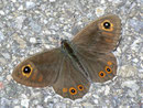Lasiommata maera (Braunauge, Männchen) / CH BE Hasliberg 1175 m, 05. 06. 2011