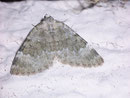 Colostygia aqueata / GEOMETRIDAE/Larentiinae (Spanner)