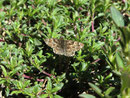 Carcharodus alceae (Malven-Dickkopffalter) / CH BE Hasliberg 1050 m,  10. 04. 2014