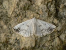 Lomographa temerata (Schattenbinden-Weissspanner) / GEOMETRIDAE/ Ennominae (Spanner) 