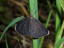 Odezia atrata (Schwarzspanner, Kaminfegerle) / GEOMETRIDAE/Larentiinae (Spanner)