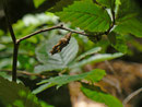 Polygonia c-album (C-Falter) / CH BE Hasliberg 1060 m, 15. 07. 2023 (Freilandaufnahme an Ulmus glabra)