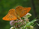 Argynnis paphia (Kaisermantel, Männchen) / CH BE Hasliberg 1060 m, 03. 08. 2013