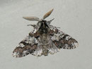 Biston strataria (Pappel-Dickleibspanner) / GEOMETRIDAE/Ennominae (Spanner)