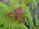 Deilephila porcellus (Kleiner Weinschwärmer) / CH BE Hasliberg 1050 m, 19. 05. 2014
