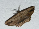 Menophra abruptaria (Lederbrauner Rindenspanner) (Heidespanner) / GEOMETRIDAE/Ennominae (Spanner)