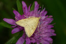 Udea lutealis / CRAMBIDAE/Spilomelini (Zünsler)