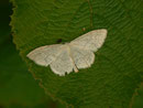 Scopula floslactata (Gelblichweisser Kleinspanner) / CH BE Interlaken Harder, 15. 07. 2014 
