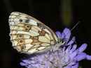 Melanargia galathea (Schachbrettfalter, Weibchen) / CH VS Geschinen 1380 m, 16. 07. 2010