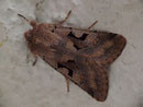 Orthosia gothica (Gothica Kätzcheneule) / CH BE Hasliberg 1050 m, 09. 03. 2020