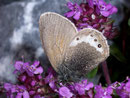 Coenonympha gardetta (Alpen-Wiesenvögelchen) / NYMPHALIDAE/Coenonymphini (Edelfalter)
