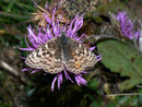 Melitaea didyma (Roter Scheckenfalter, Weibchen) / CH VS Felsensteppe 1500 m, 07. 10. 2010