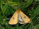 Diacrisia sannio (Rotrandbär, Männchen) / ARCTIDAE/Arctiinae (Bärenspinner)