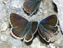 Aricia artaxerxes allous / CH VS Binntal Heiligkreuz 1800 m, 10. 08. 2010