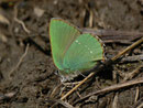 Callophrys rubi (Brombeer-Zipfelfalter) / CH VD Chersaule 1700 m, 14. 05. 2013