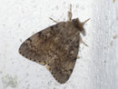 Lymantria dispar (Schwammspinner, Männchen) / LYMANTRIIDAE (Trägspinner)