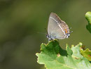 Satyrium spini (Kreuzdorn-Zipfelfalter) / CH VS Ardon, 09. 07. 2021