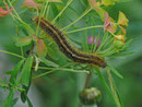 Malacosoma alpicola (Wolfsmilch-Ringelspinner) / CH UR Brunnital 1264 m, 15. 07. 2013