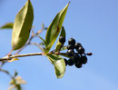 Ligustrum vulgare (Gewöhnlicher Liguster) / Oleaceae