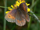 Erebia euryale adyte (Weibchen) / CH VS Turtmanntal 1980 m, 14. 07. 2010
