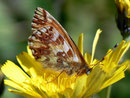 Boloria napaea (Ähnlicher Perlmuttfalter, Weibchen) / CH VS Saastal Mattmark-Stausee 2197 m, 11. 08. 2011