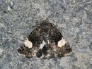 Tyta luctuosa (Ackerwinden-Trauereulchen) / NOCTUIDAE (Eulen)