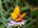 Lycaena virgaureae (Dukatenfalter, Männchen) / CH VS Binntal Heiligkreuz 1800 m, 10. 08. 2010