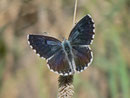 Scolitantides orion (Fetthennenbläuling) / LYCAENIDAE/Polyommatini (Bläulinge)