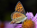 Lycaena tityrus (Brauner Feuerfalter, Weibchen) / CH TI Centovalli Costa 1000 m, 29. 09. 2010