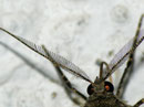 Alcis repandata (Braunmarmorierter Baumspanner, Männchen, Fühlerdetail) / CH BE Hasliberg 1050 m, 24. 07. 2012