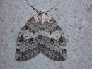 Epirrita autumnata (Birken-Moorwald-Herbstspanner) / GEOMETRIDAE/Larentiinae (Spanner)